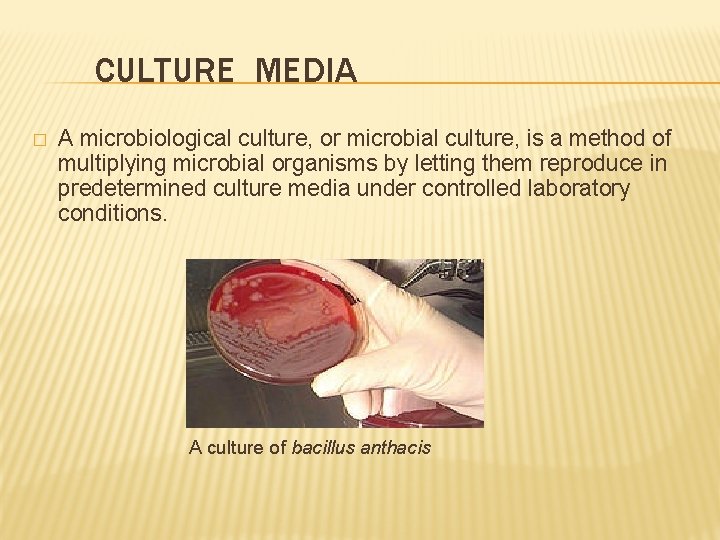 CULTURE MEDIA � A microbiological culture, or microbial culture, is a method of multiplying