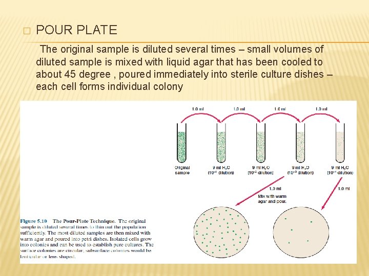 � POUR PLATE The original sample is diluted several times – small volumes of