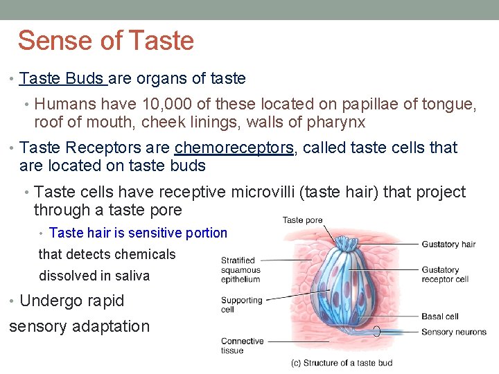 Sense of Taste • Taste Buds are organs of taste • Humans have 10,