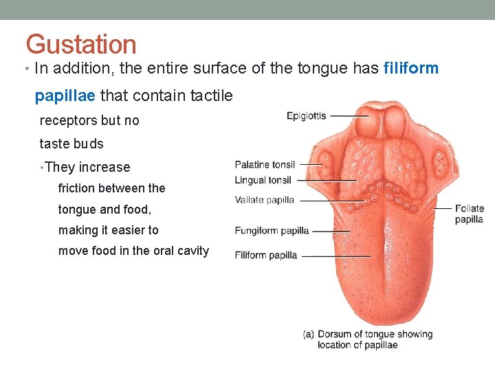 Gustation • In addition, the entire surface of the tongue has filiform papillae that