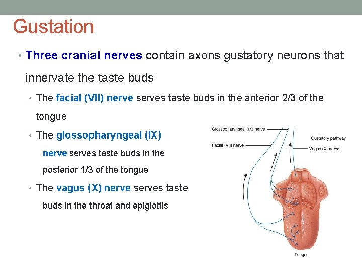 Gustation • Three cranial nerves contain axons gustatory neurons that innervate the taste buds