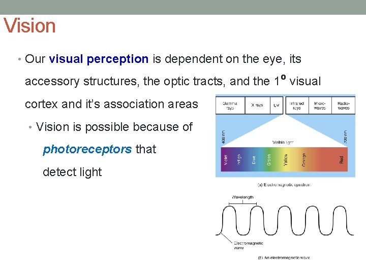 Vision • Our visual perception is dependent on the eye, its accessory structures, the