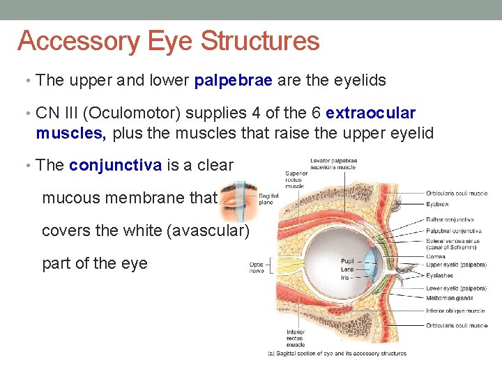 Accessory Eye Structures • The upper and lower palpebrae are the eyelids • CN