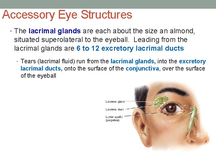 Accessory Eye Structures • The lacrimal glands are each about the size an almond,