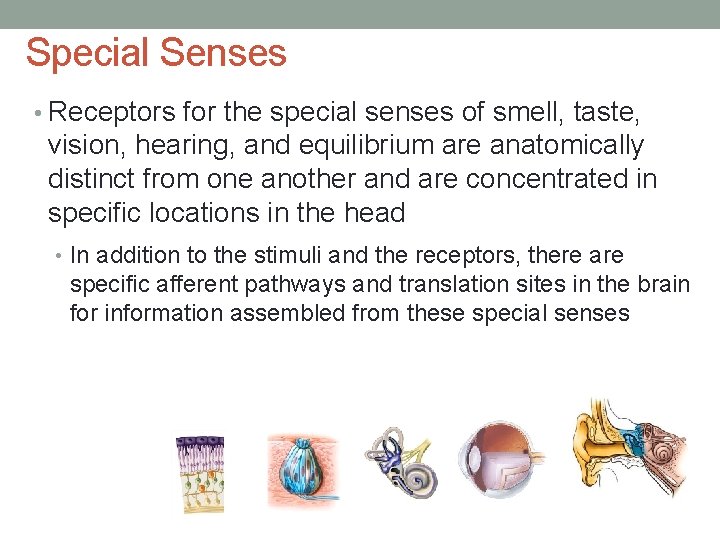 Special Senses • Receptors for the special senses of smell, taste, vision, hearing, and