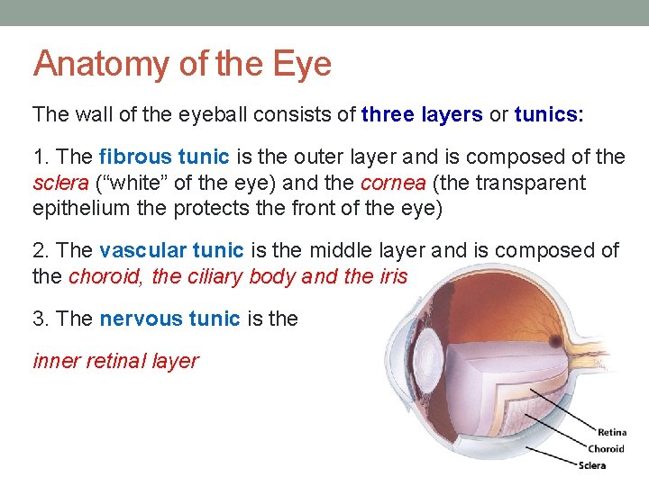 Anatomy of the Eye The wall of the eyeball consists of three layers or