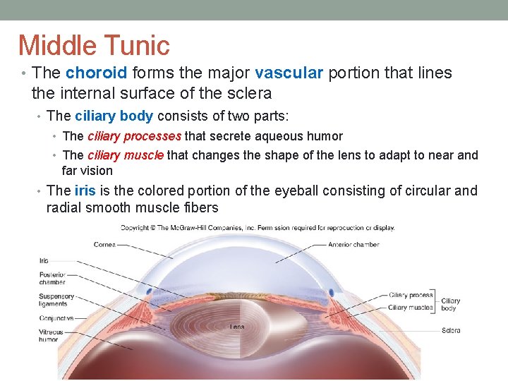 Middle Tunic • The choroid forms the major vascular portion that lines the internal