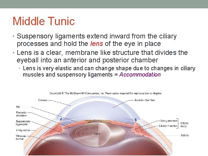 Middle Tunic • Suspensory ligaments extend inward from the ciliary processes and hold the