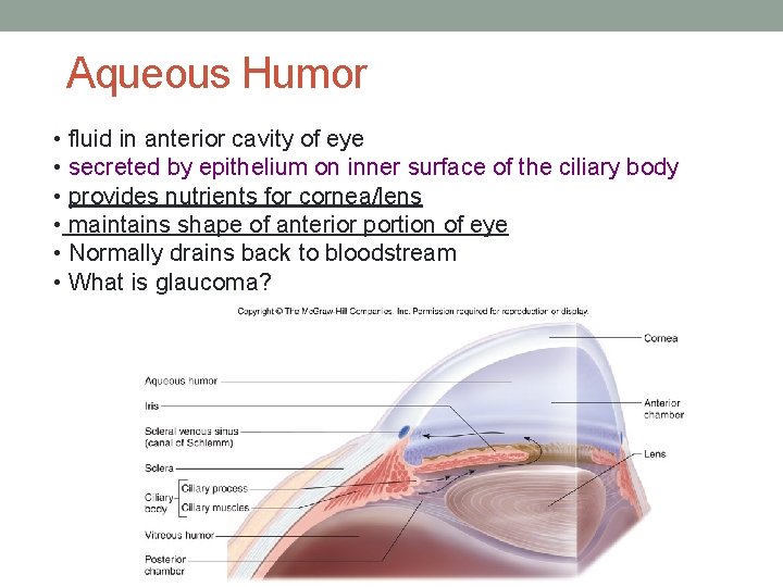 Aqueous Humor • fluid in anterior cavity of eye • secreted by epithelium on