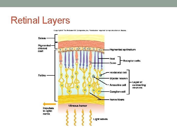 Retinal Layers 