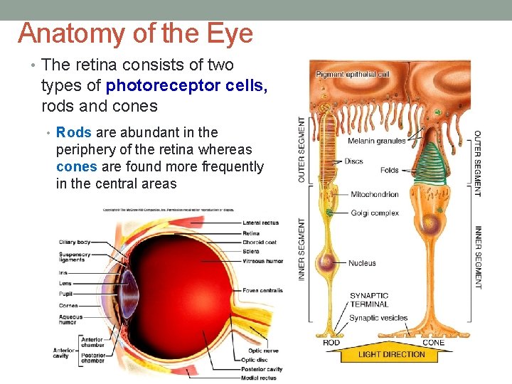 Anatomy of the Eye • The retina consists of two types of photoreceptor cells,