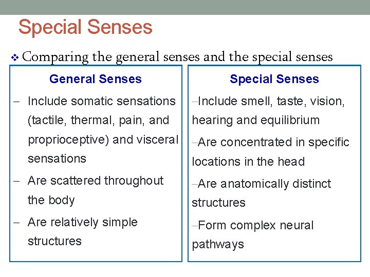 Special Senses v Comparing the general senses and the special senses General Senses –