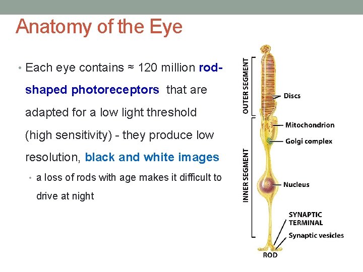 Anatomy of the Eye • Each eye contains ≈ 120 million rod- shaped photoreceptors