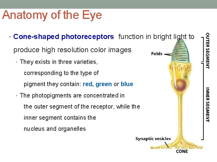 Anatomy of the Eye • Cone-shaped photoreceptors function in bright light to produce high