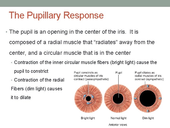 The Pupillary Response • The pupil is an opening in the center of the