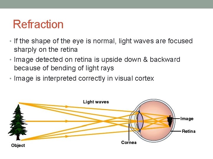 Refraction • If the shape of the eye is normal, light waves are focused