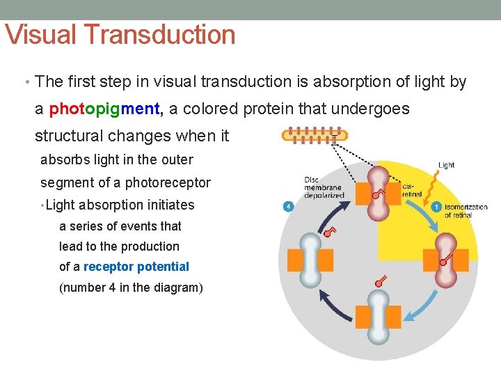 Visual Transduction • The first step in visual transduction is absorption of light by