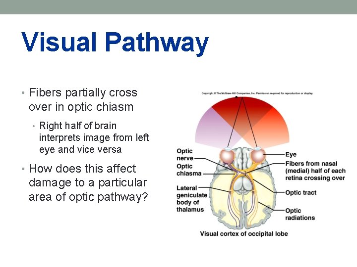 Visual Pathway • Fibers partially cross over in optic chiasm • Right half of