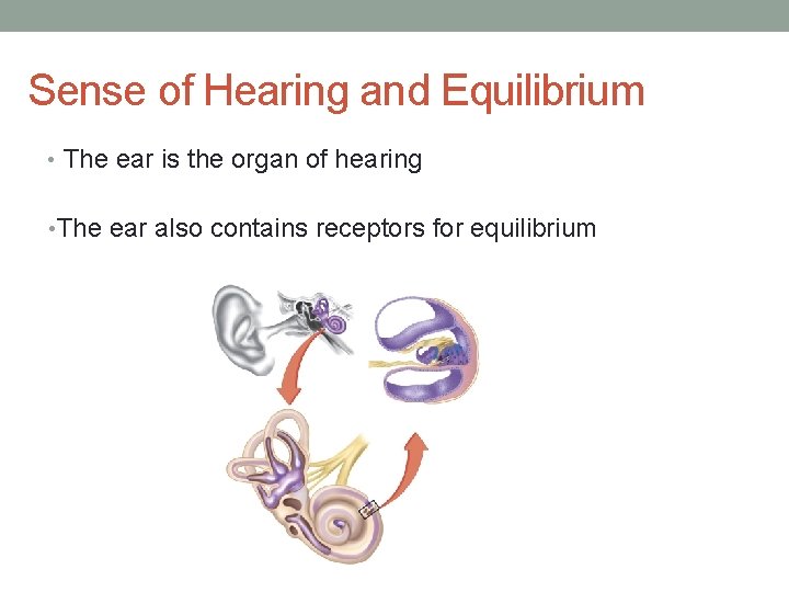 Sense of Hearing and Equilibrium • The ear is the organ of hearing •