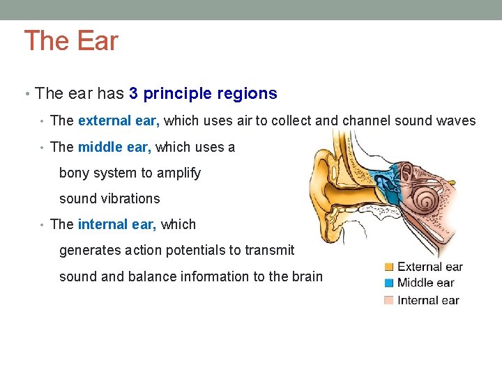 The Ear • The ear has 3 principle regions • The external ear, which