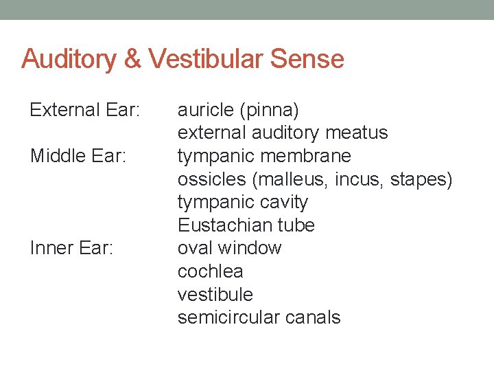 Auditory & Vestibular Sense External Ear: Middle Ear: Inner Ear: auricle (pinna) external auditory