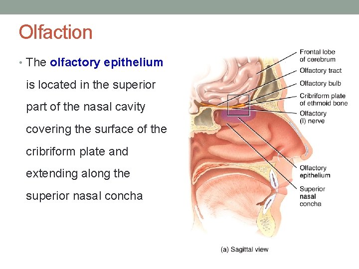 Olfaction • The olfactory epithelium is located in the superior part of the nasal