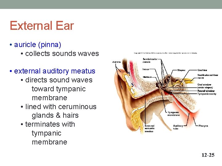 External Ear • auricle (pinna) • collects sounds waves • external auditory meatus •