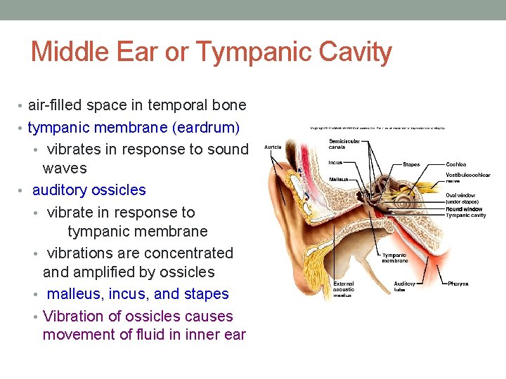 Middle Ear or Tympanic Cavity • air-filled space in temporal bone • tympanic membrane