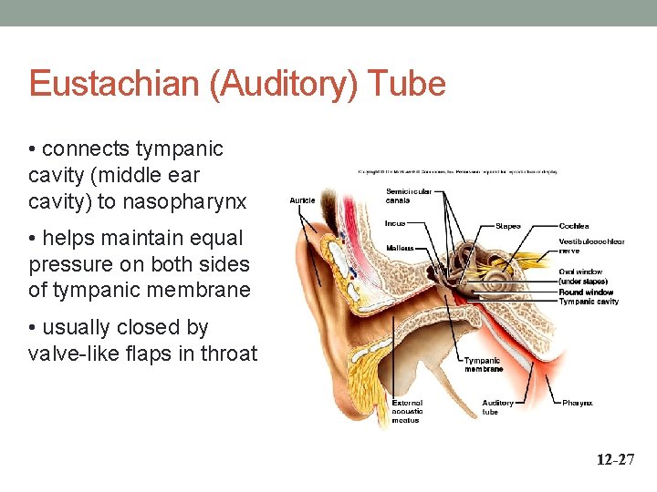 Eustachian (Auditory) Tube • connects tympanic cavity (middle ear cavity) to nasopharynx • helps