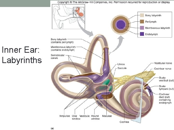 Inner Ear: Labyrinths 