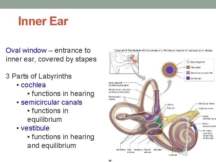 Inner Ear Oval window – entrance to inner ear, covered by stapes 3 Parts