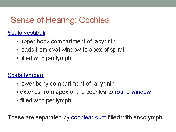 Sense of Hearing: Cochlea Scala vestibuli • upper bony compartment of labyrinth • leads