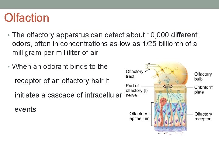 Olfaction • The olfactory apparatus can detect about 10, 000 different odors, often in