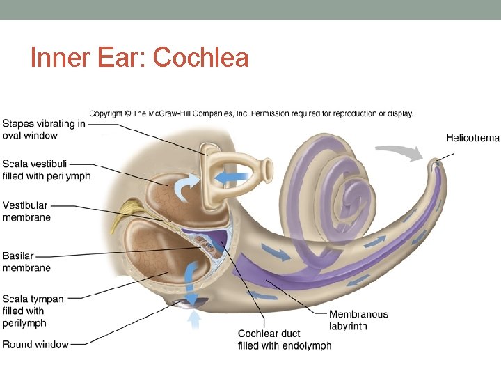 Inner Ear: Cochlea 