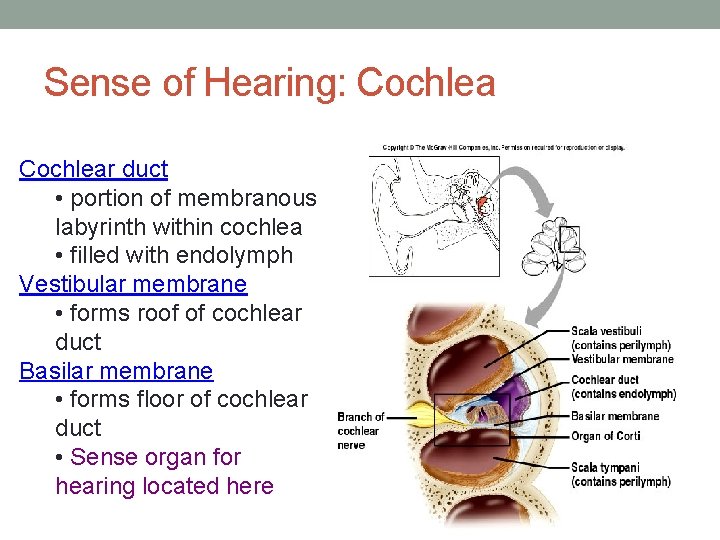 Sense of Hearing: Cochlear duct • portion of membranous labyrinth within cochlea • filled