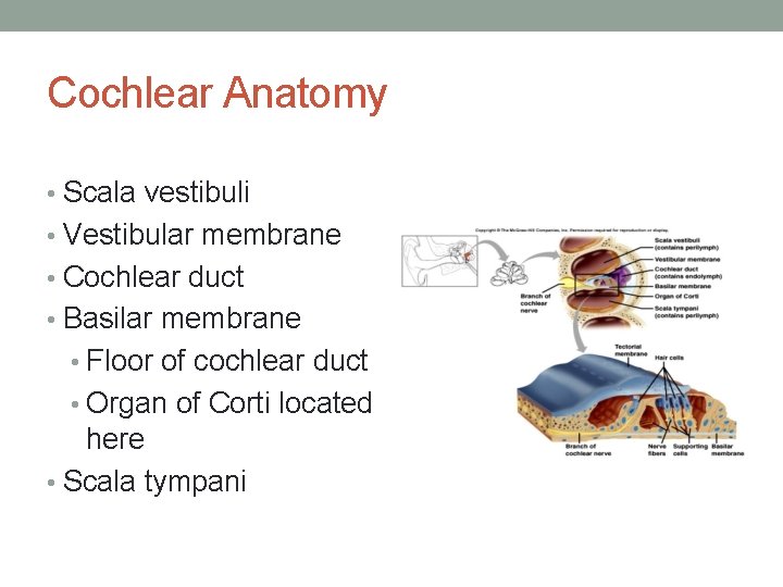 Cochlear Anatomy • Scala vestibuli • Vestibular membrane • Cochlear duct • Basilar membrane