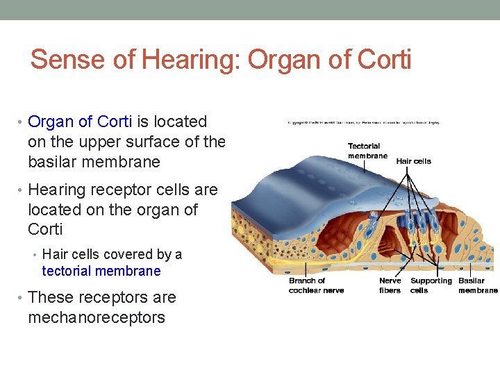 Sense of Hearing: Organ of Corti • Organ of Corti is located on the