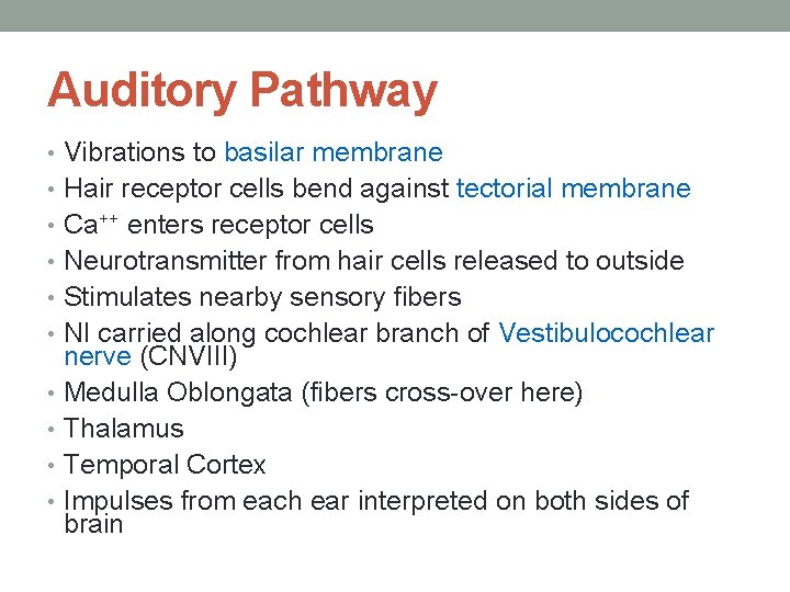 Auditory Pathway • Vibrations to basilar membrane • Hair receptor cells bend against tectorial