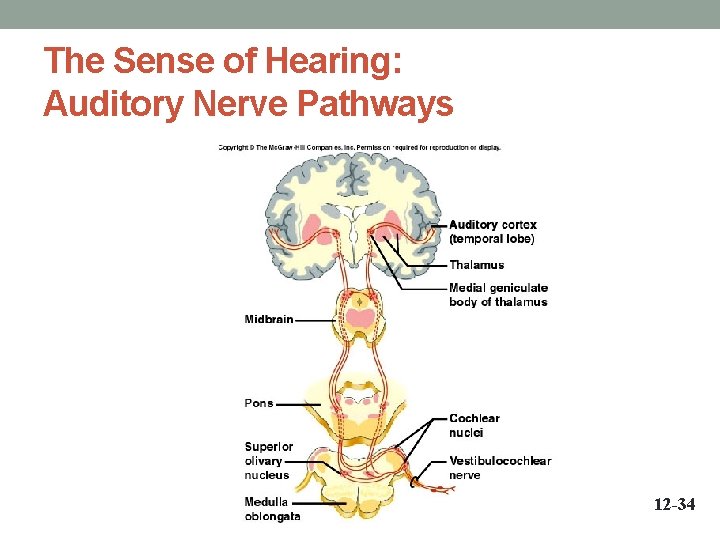 The Sense of Hearing: Auditory Nerve Pathways 12 -34 