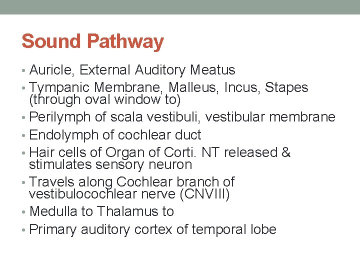 Sound Pathway • Auricle, External Auditory Meatus • Tympanic Membrane, Malleus, Incus, Stapes (through