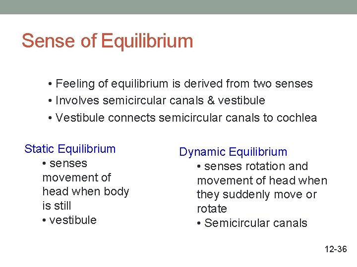 Sense of Equilibrium • Feeling of equilibrium is derived from two senses • Involves