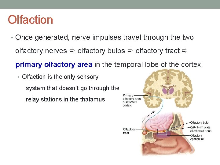 Olfaction • Once generated, nerve impulses travel through the two olfactory nerves olfactory bulbs