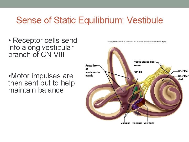 Sense of Static Equilibrium: Vestibule • Receptor cells send info along vestibular branch of
