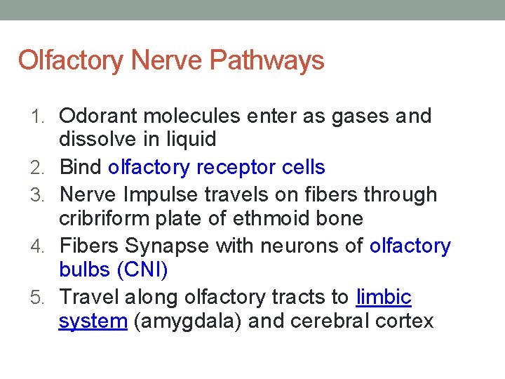 Olfactory Nerve Pathways 1. Odorant molecules enter as gases and 2. 3. 4. 5.