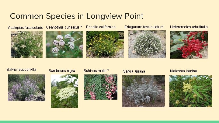 Common Species in Longview Point Asclepias fascicularis Ceanothus cuneatus * Salvia leucophylla Sambucus nigra