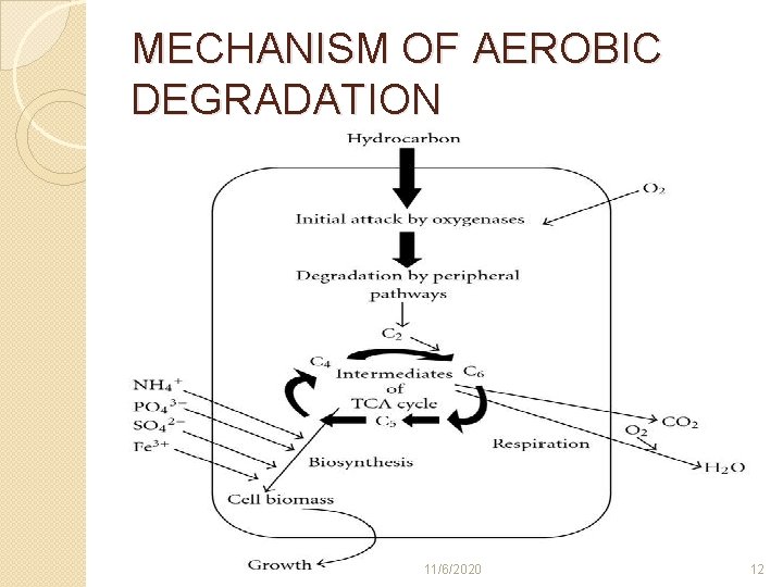 MECHANISM OF AEROBIC DEGRADATION 11/6/2020 12 