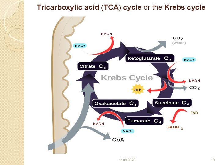Tricarboxylic acid (TCA) cycle or the Krebs cycle 11/6/2020 13 