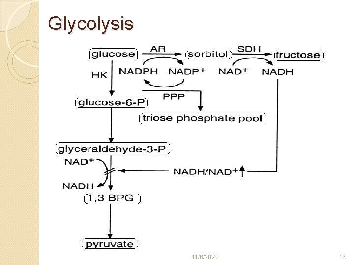 Glycolysis 11/6/2020 16 