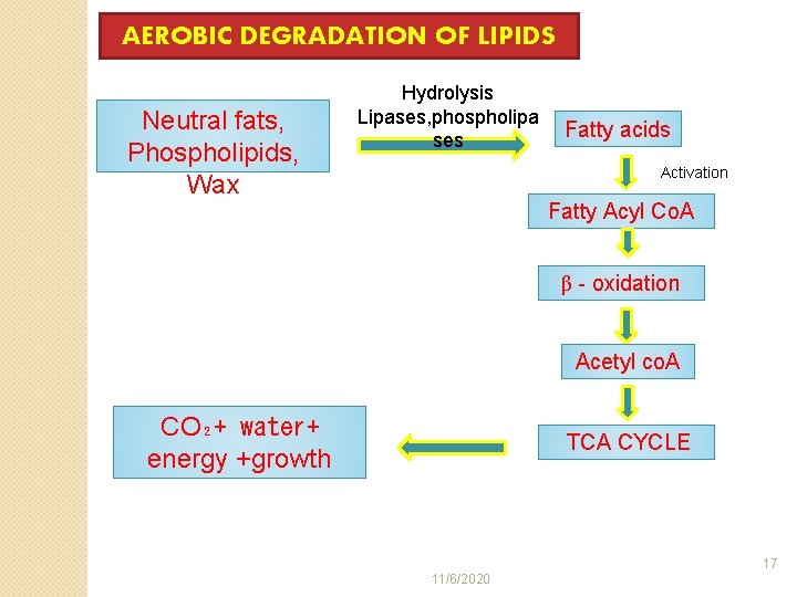AEROBIC DEGRADATION OF LIPIDS Neutral fats, Phospholipids, Wax Hydrolysis Lipases, phospholipa ses Fatty acids
