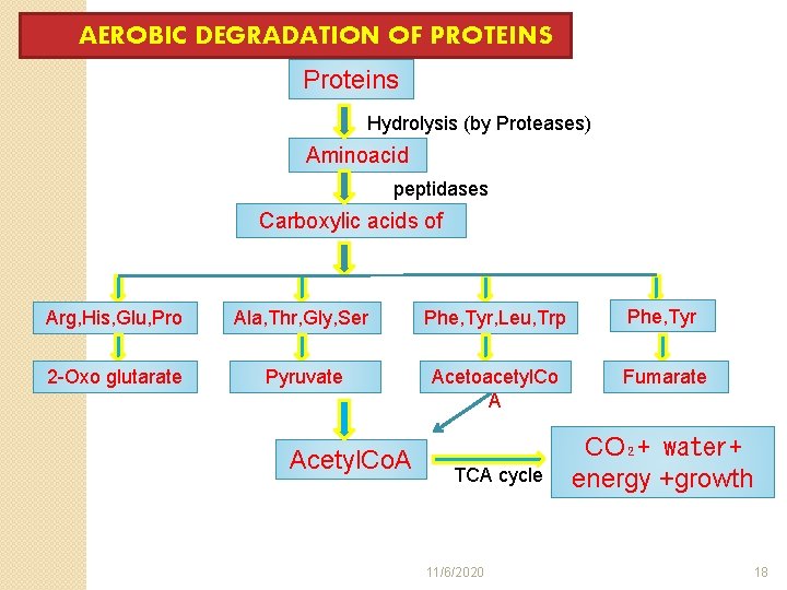 AEROBIC DEGRADATION OF PROTEINS Proteins Hydrolysis (by Proteases) Aminoacid peptidases Carboxylic acids of Arg,